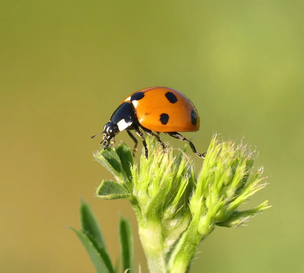 190+ Insect Team Names