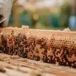 , brown and black bee on brown wooden surface during daytime