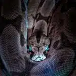 Wallpaper for iPhone - Boa Constrictor before the shedding, brown and black snake