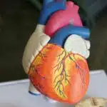 Heart model, orange heart decor
