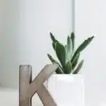 , green plant on white ceramic vase